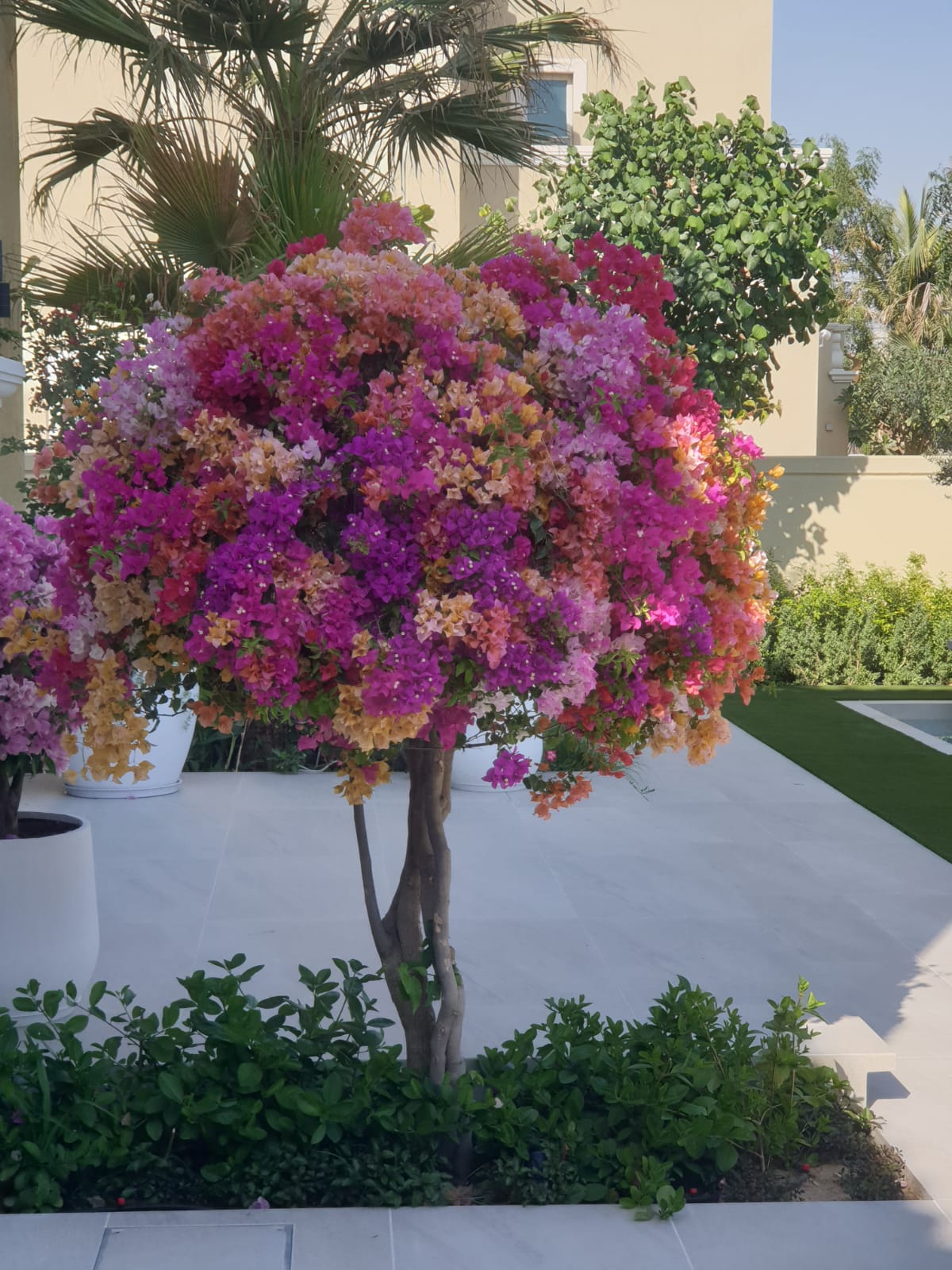 Multicoloured bougainvillea standard on a white-tiled terrace
