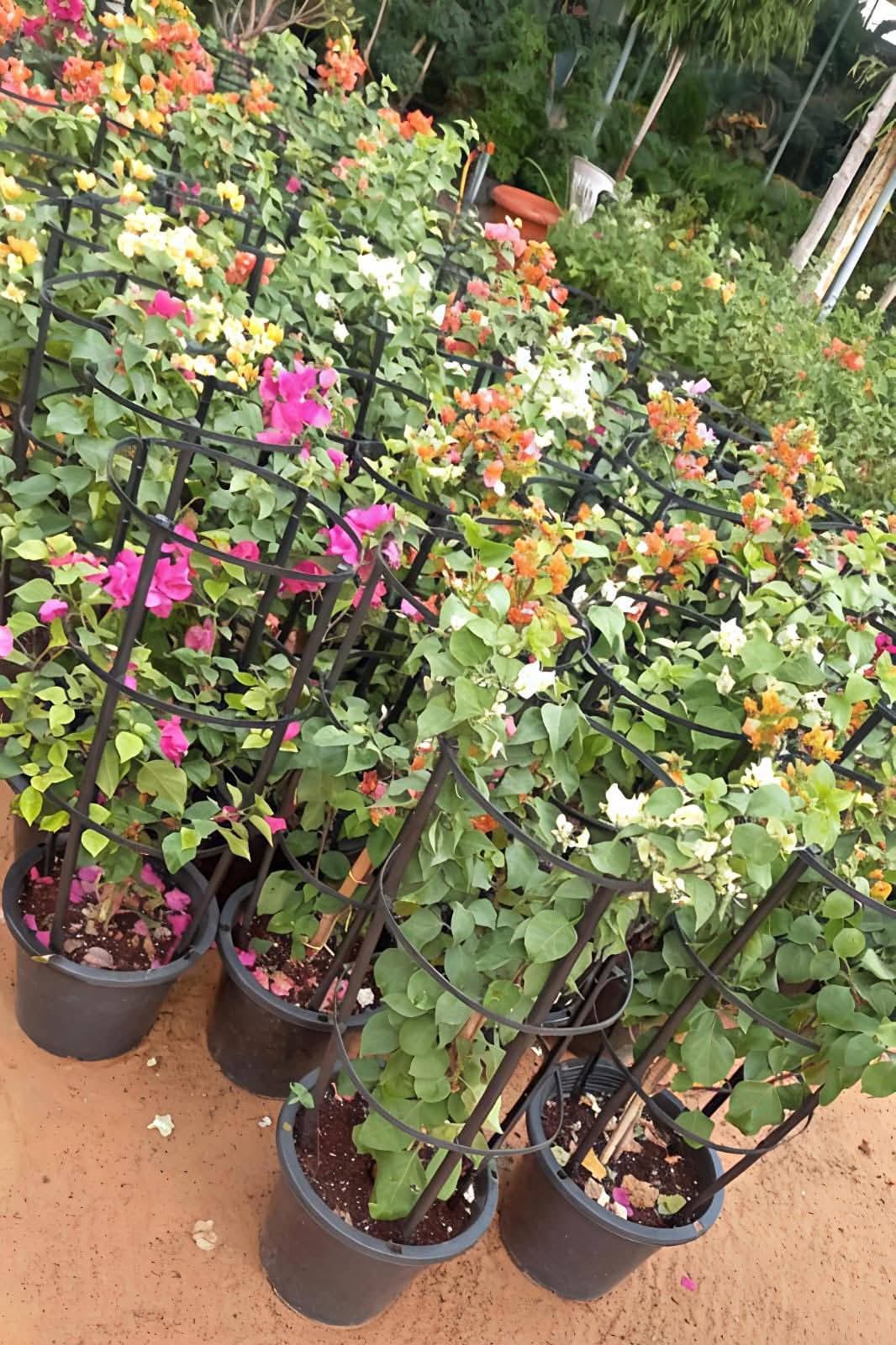 Potted bougainvillea trained on frames at the nursery