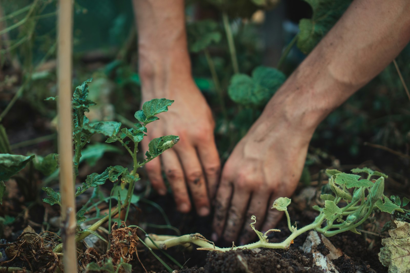 Hands planting a seedling in dark soil